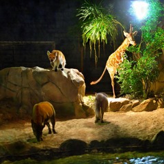 Zoo At Night