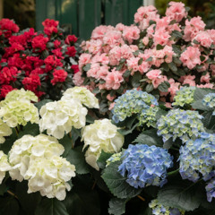 Hydrangea