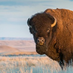 Bison