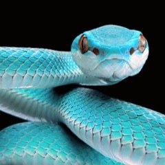 Snakes(off the top)