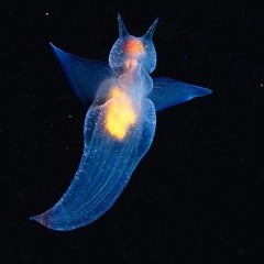 *Headbangs And Frolics Around*