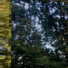 Nocturnal Amphibian Symphony Pt2