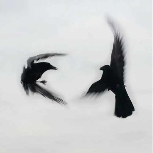 Flight of the Crows