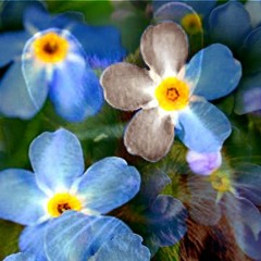 Three petals of Forget-Me-Not