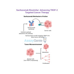 Sacituzumab Exploring its Role in Cancer Research and the Rise of Biosimilars