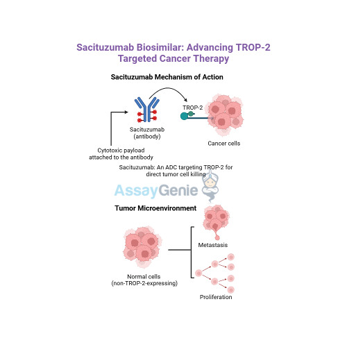 Sacituzumab Exploring its Role in Cancer Research and the Rise of Biosimilars