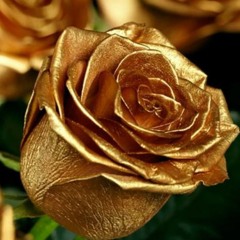 Bloomin' golden Rose