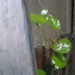 বাসায় ঝুম বৃষ্টির শব্দ at ঢাকা