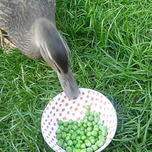 Olay Ufku: Bezelye Yiyen Ördekler ve YouTube'un Tavşan Delikleri
