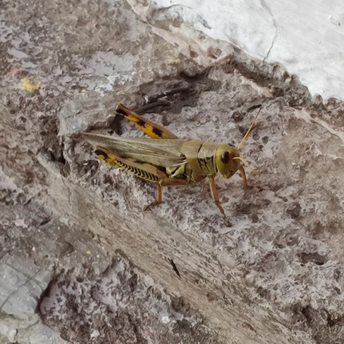 Troleo En Calakmul | Caos Y Rosas