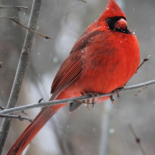 Wallace (Bad And Boujee)