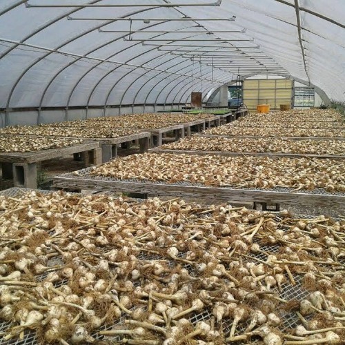 Stream Vincent Kay Farmer Garlic Grower/Beekeeper Swords into