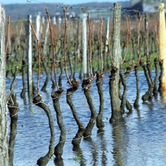 Private Bordeaux Atmosphere Vol. 9 : Raining