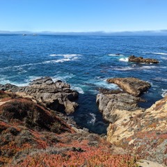 Ocean's Secret Garden