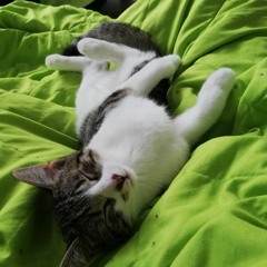 SillyBurger 2 Bass Bosted