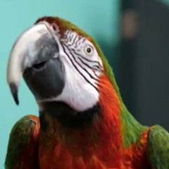 Kiwi Wasshoi