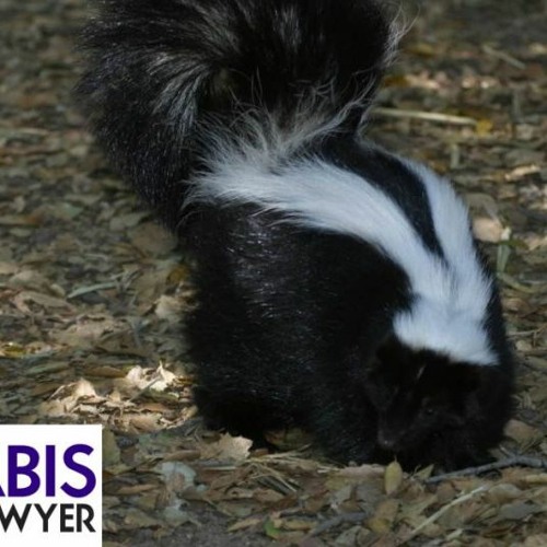 Stream episode Why Does Weed Smell Like A Skunk by cannabis lawyer