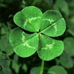 Four Leaf Clover (IX)