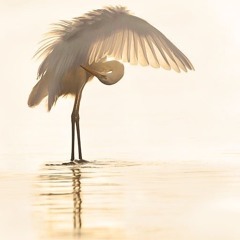 destin-divin---texte-sonine.mp3