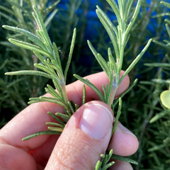 Rosemary remix