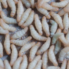 Moth Trickery - Fétiches