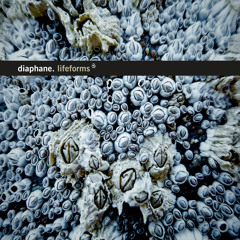 Rhizomes