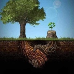 Murkabag - Roots