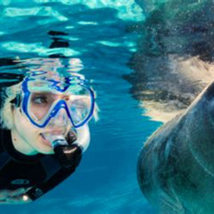 Best Snorkel With Manatees Homosassa Fl Prices Reviews