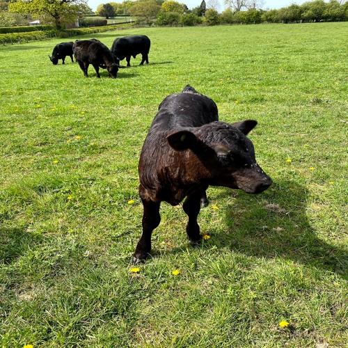 halF calF