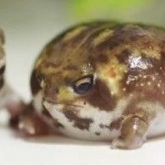 the first big froggo