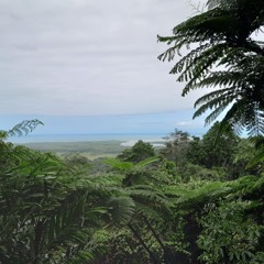 Trippin' through the Rainforrest