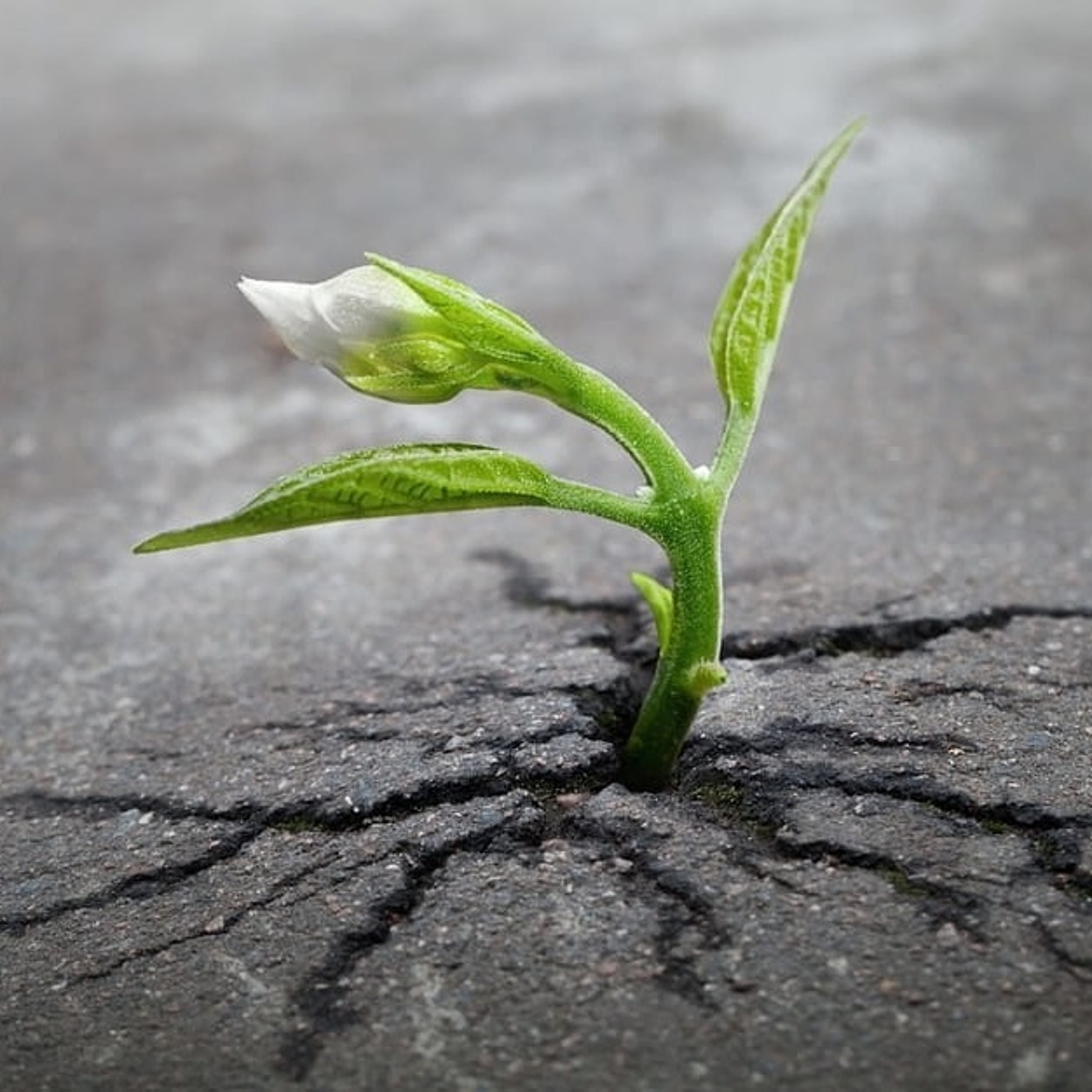 29 May 2022 - The Four R's - Restoration