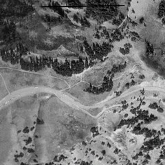 fir real what are you tree