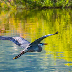 Mighty Blue Heron