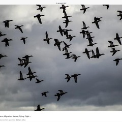 Fly high (free Download  + Creative Commons)