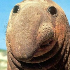 knubbsälarnas slakt (hardstyle) feat beno