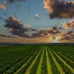Sequía de programas para estimulación en el sector del campo