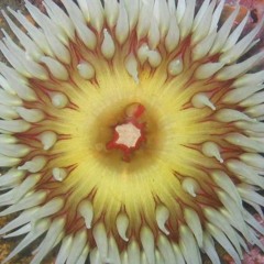 Anemone