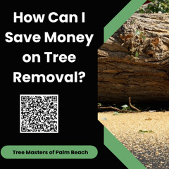 How Can I Save Money on Tree Removal?