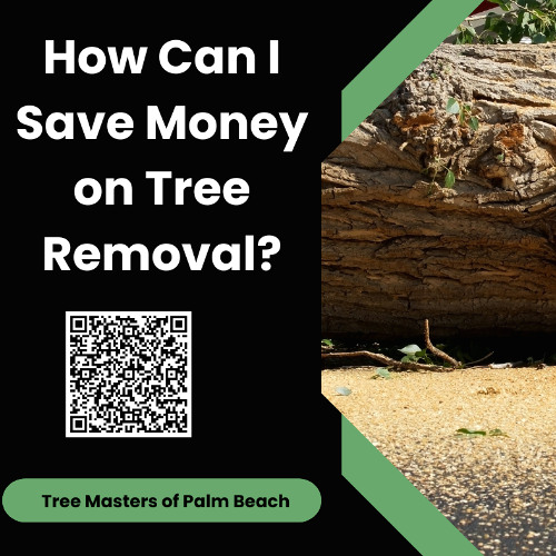 How Can I Save Money on Tree Removal?