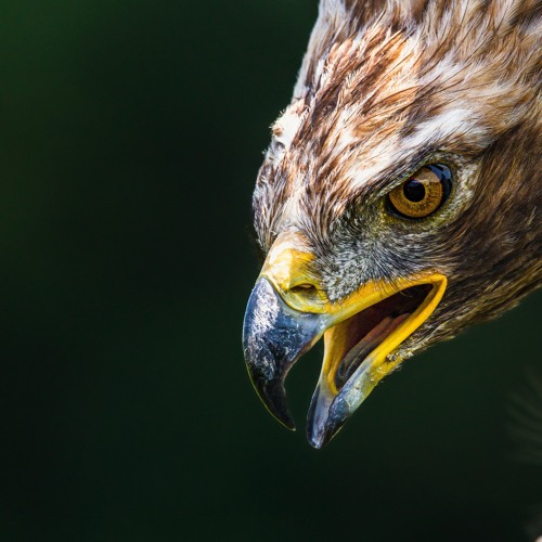 The beautiful calls of the Golden eagle - Aquila chrysaetos