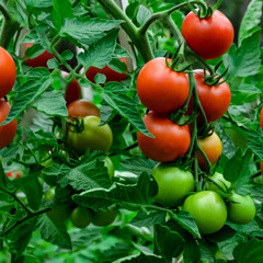Tomatoes