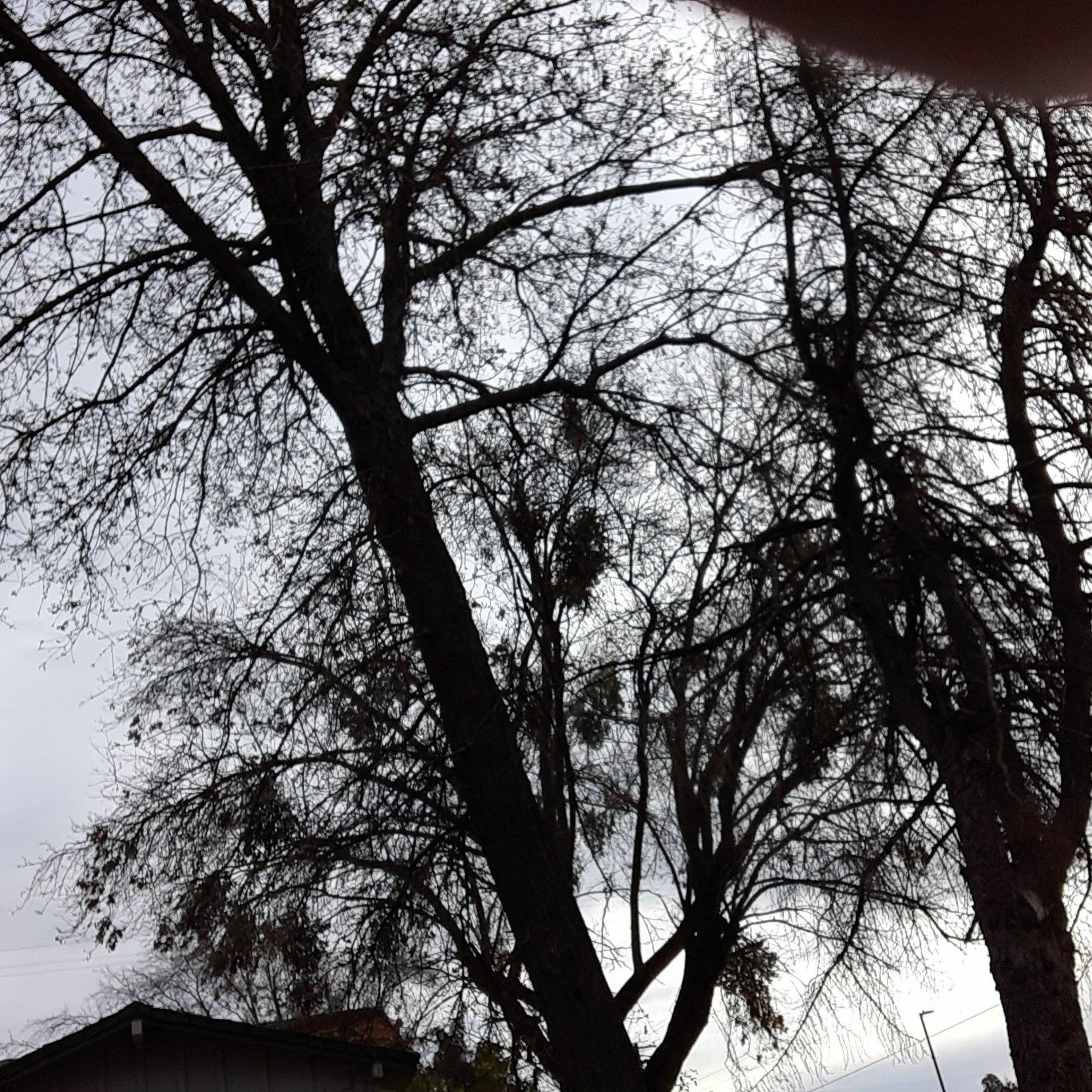 Tree of Life Dec 22  #2.mp3 episode artwork