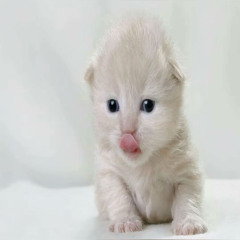 myspace prod dvdraxed