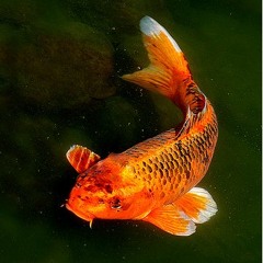 ТРЮКИ И ОПРЕДЕЛЕНИЯ