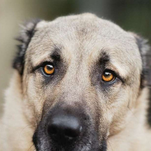 #kangal