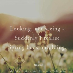 Spring Buds Unfolding [NaviarHaiku425]