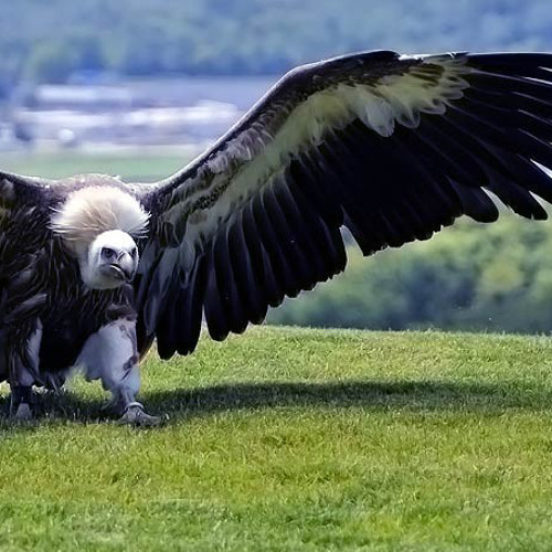 Stream Saint Mercator I’m the biggest bird (slowed + reverb) by fire