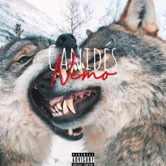 Nemo - canidés