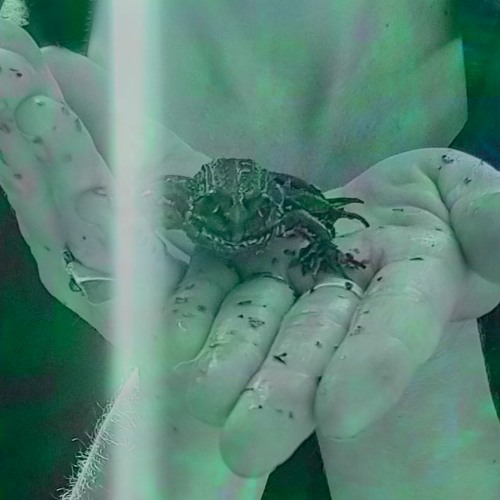 iberian waterfrog concert | funchal, july 2022
